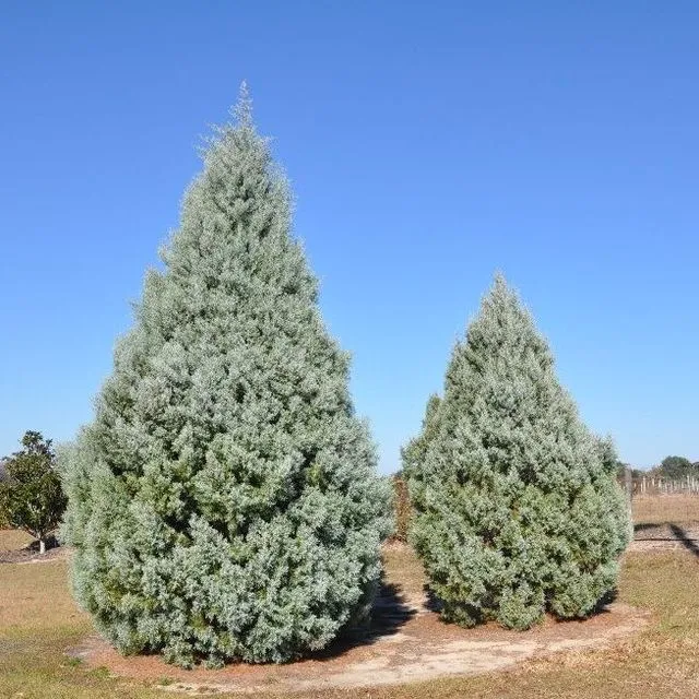 thumbnail for publication: Hesperocyparis arizonica var. arizonica: Roughbark Arizona Cypress